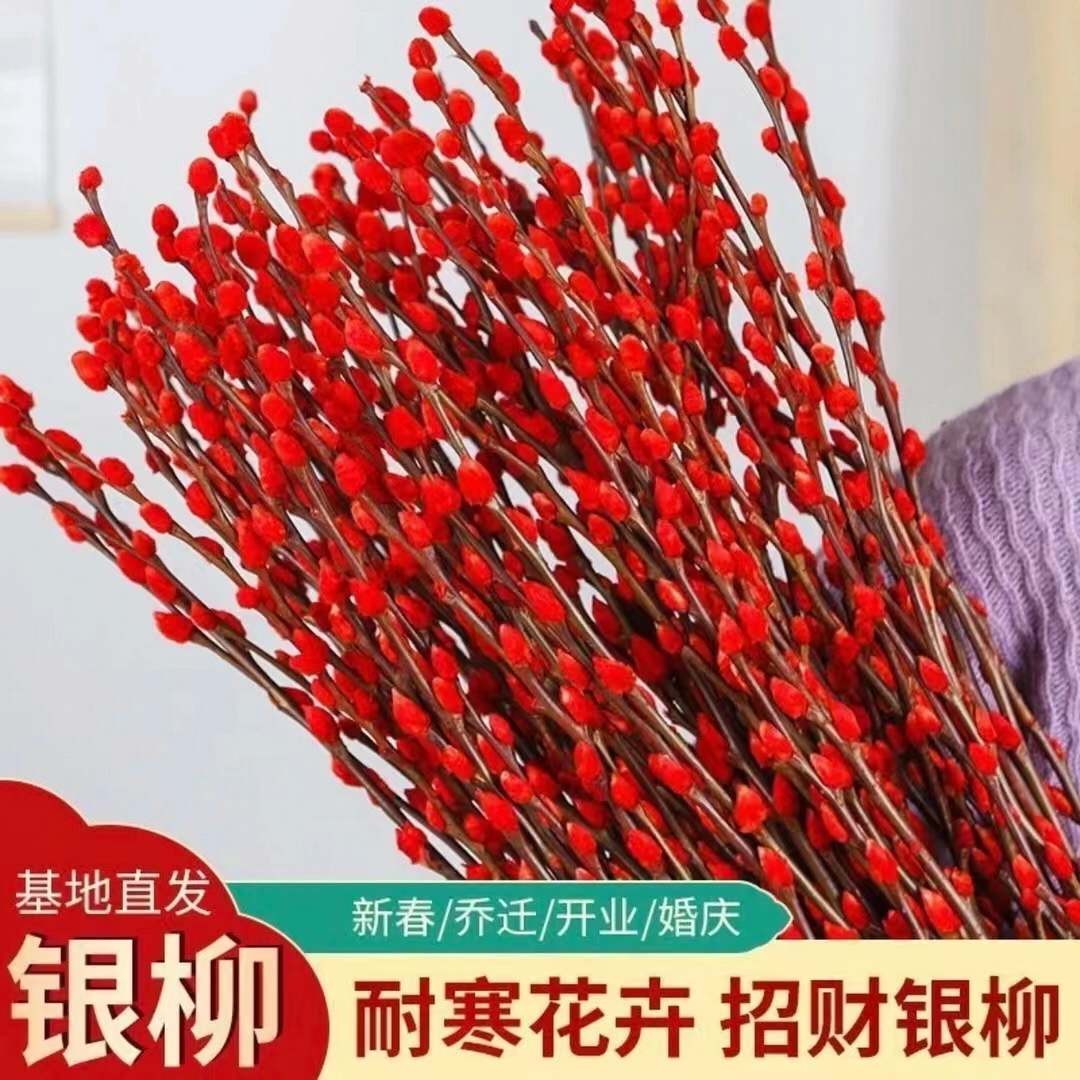 【美悦】年宵花80cm银柳过年植物真花干花四季开花插画客厅新年装饰