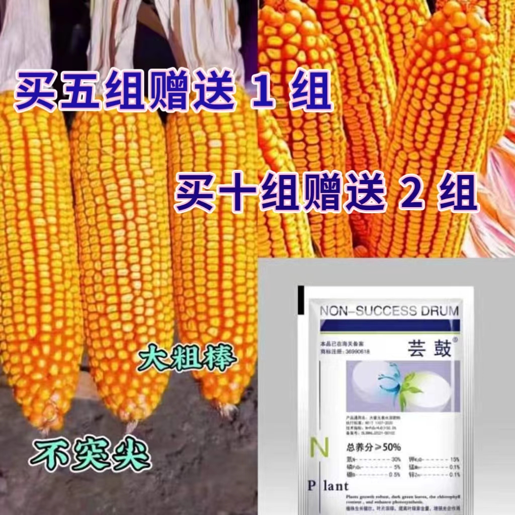 E奥德丰高产大棒王--两袋11000粒--（买五赠一买十赠二）----------