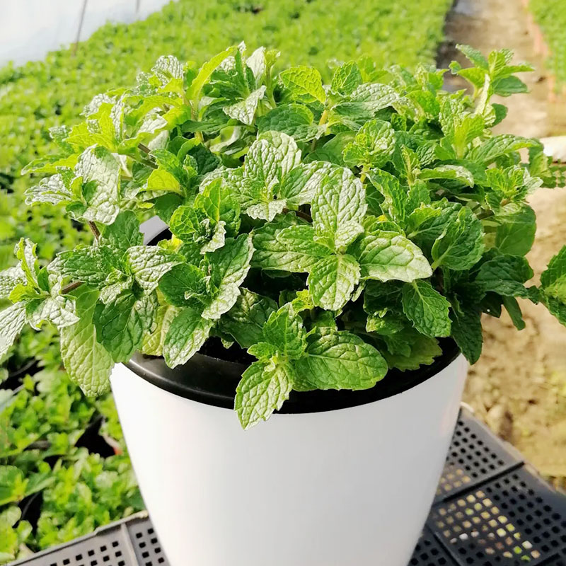 【盆栽薄荷】四季播种可食用薄荷阳台盆栽地栽薄荷种子种植发芽生长