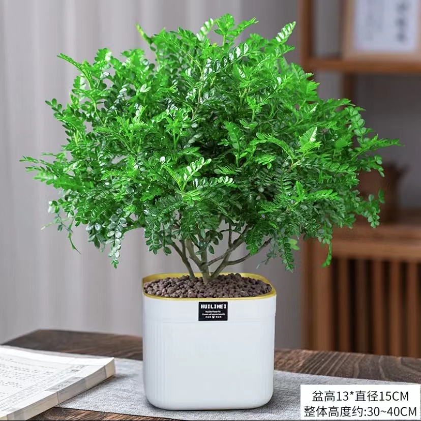 【懒人盆清香胡椒木】蚊植物草好养室内花卉绿植四季常青盆景好养
