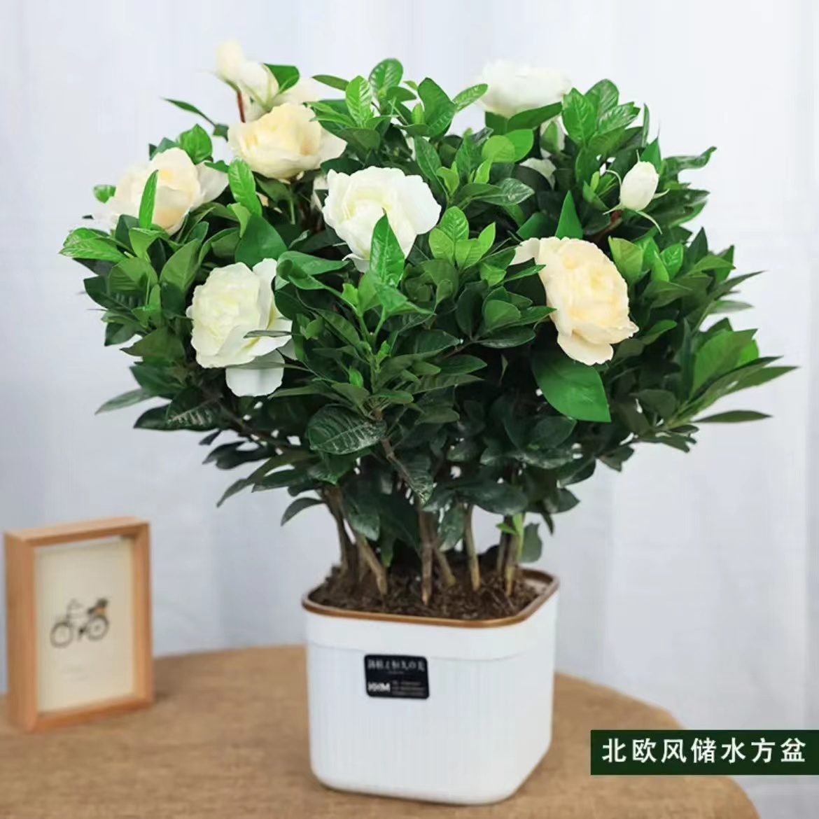 栀子花盆栽重瓣牡丹栀子花四季开花栀子花发浓香型