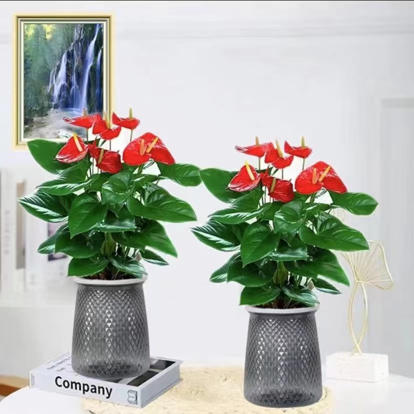 红掌盆栽一帆风顺水培植物室内好养花卉绿萝绿植水养白掌四季开花