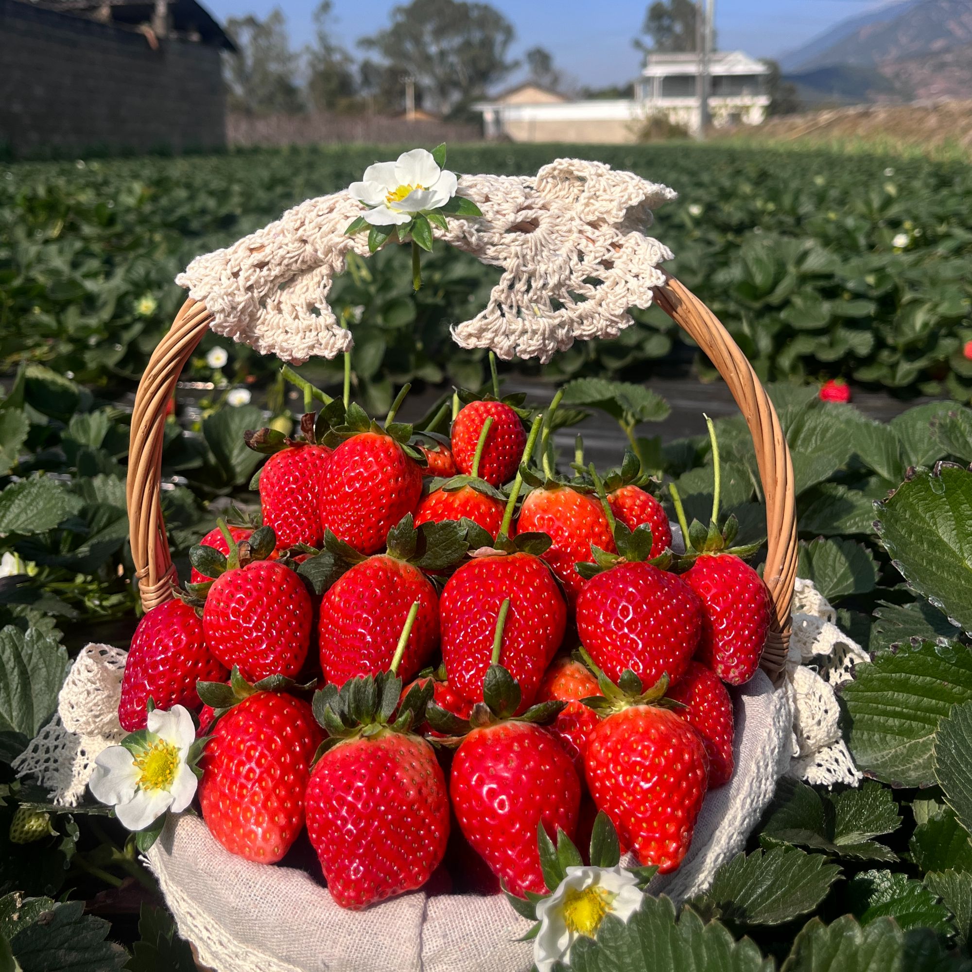 【顺丰陆运】大凉山新鲜冬草莓露天牛奶红颜草莓非丹东99露天大草莓