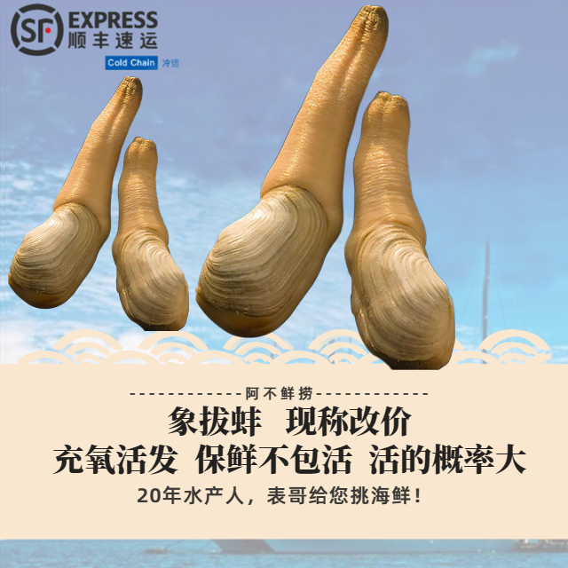【直播间】【象拔蚌】紧实鲜甜 带水750g