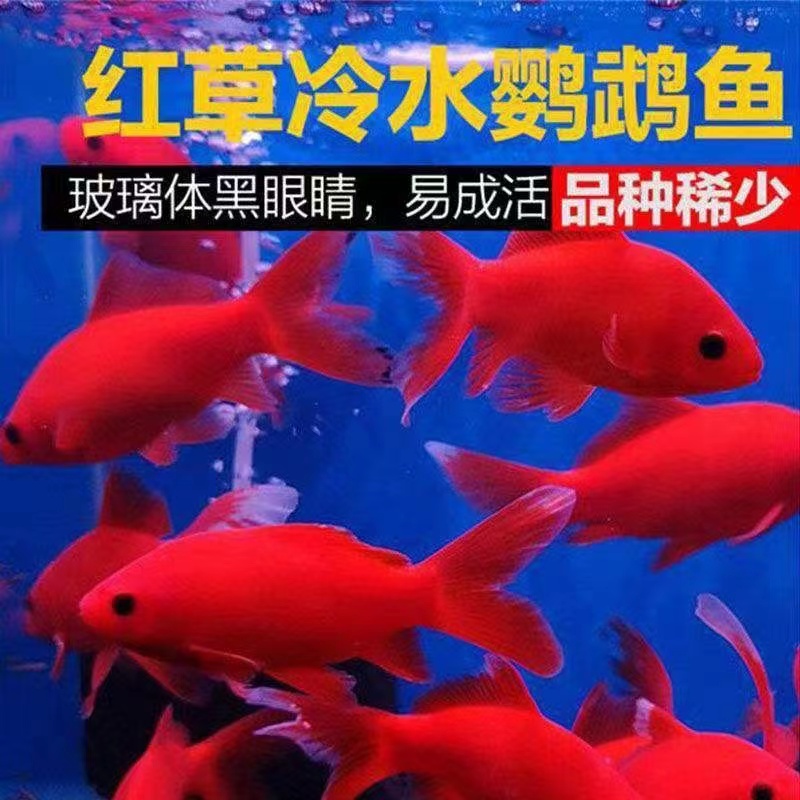 南棠纯种血鹦鹉高背锦鲤鱼池鱼缸观赏鱼好养耐活招财包活到家招财