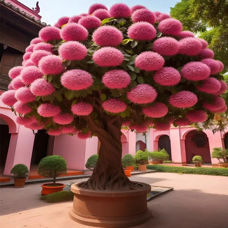 耐寒流苏树苗盆栽庭院绿化植物南北方种植花卉四月雪风景树雪萝树