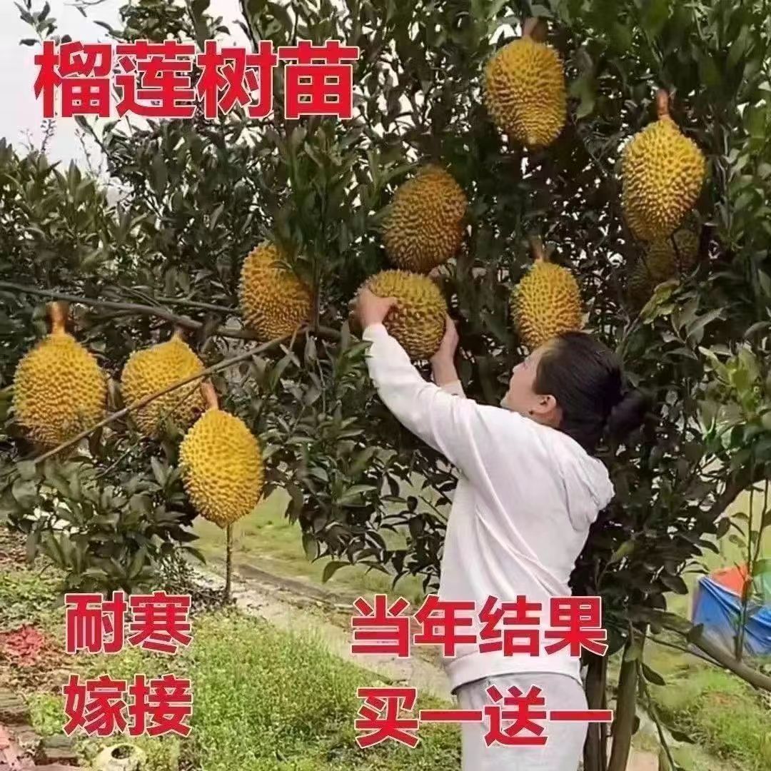 耐寒当年结果金枕猫山王榴莲果树苗嫁接新品种盆栽地栽北南方种植