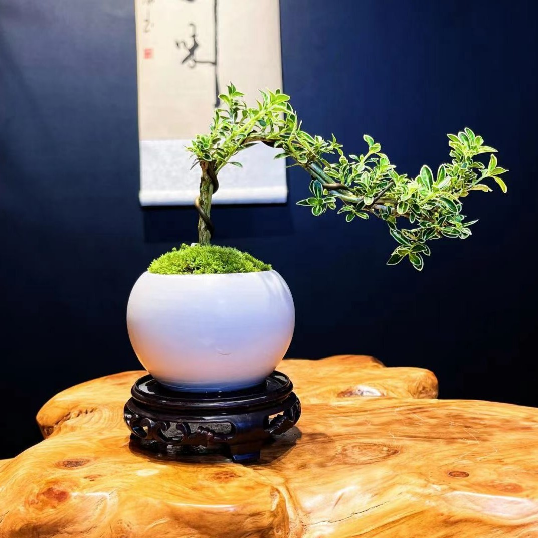 小默花墅悬崖六月雪含盆加底座美化环境桌面绿植花卉前台美观