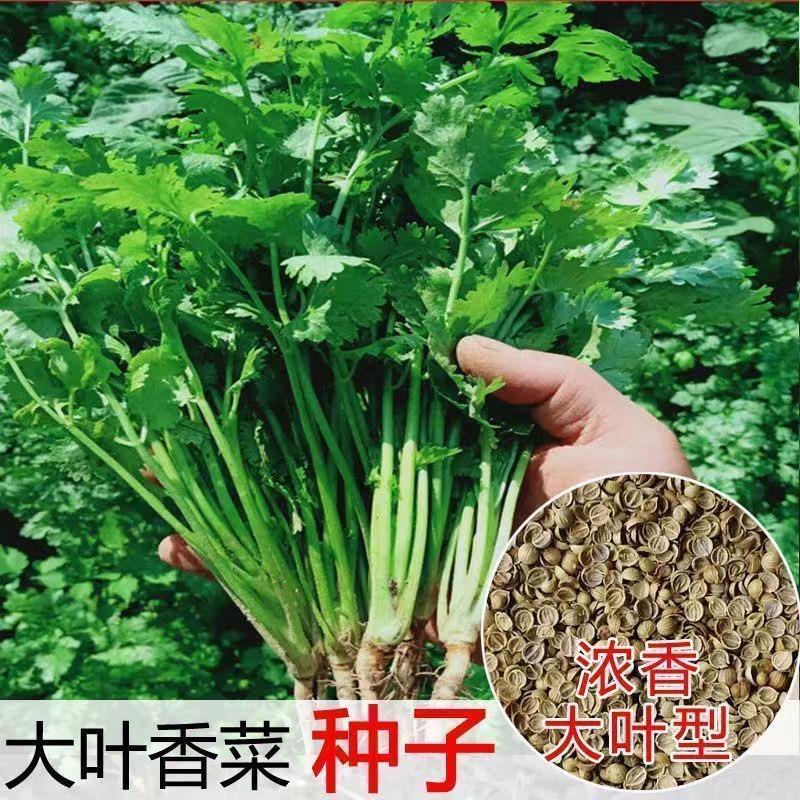 9.9元发3包）大叶香菜种子耐热耐抽薑芫荽种籽四季蔬菜阳台盆栽种