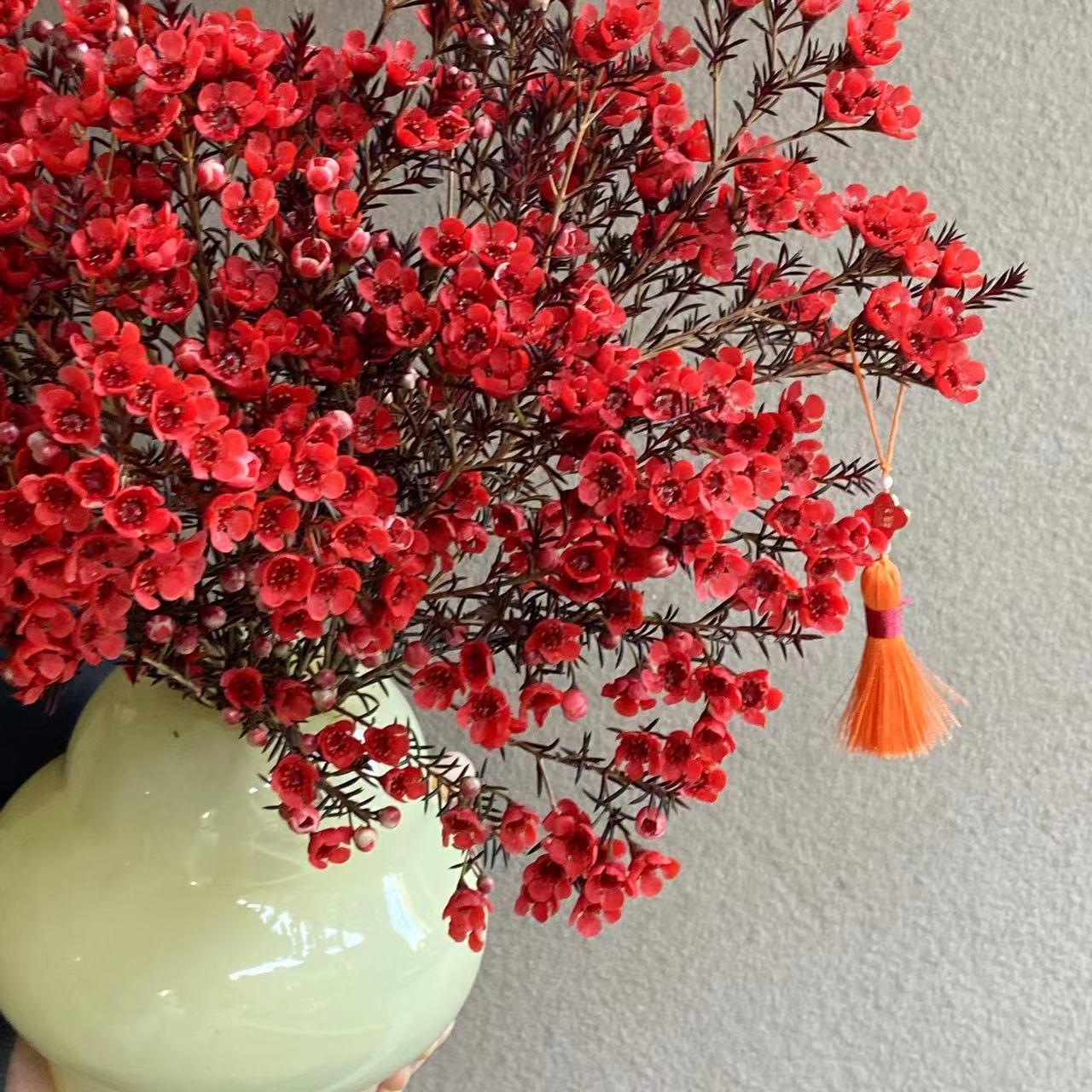 【A级澳洲平头腊梅300g】年宵花云南鲜花水培鲜枝可做干花耐寒高贵