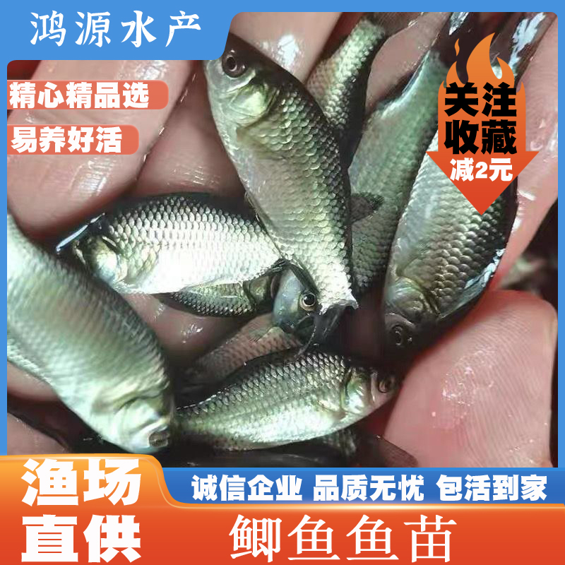 广东鲫鱼苗中科5号鲫鱼苗鲜活1-5g食用 生态养殖