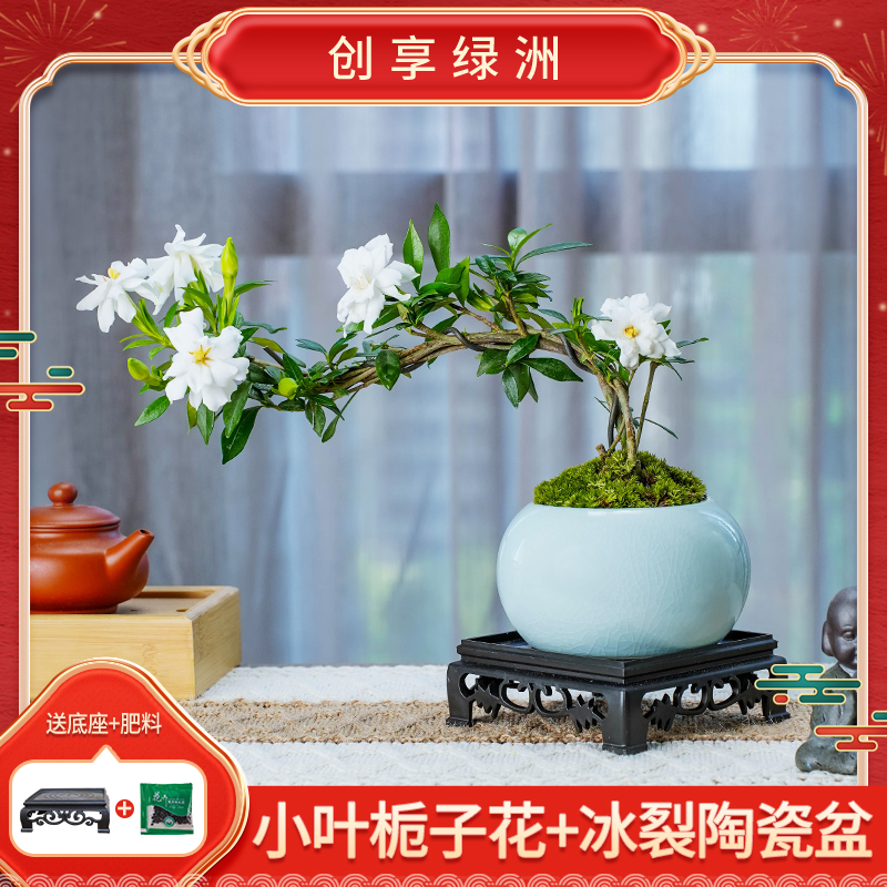 小叶栀子花盆栽中式盆景植物室内好养办公室桌面盆栽带花苞小绿植