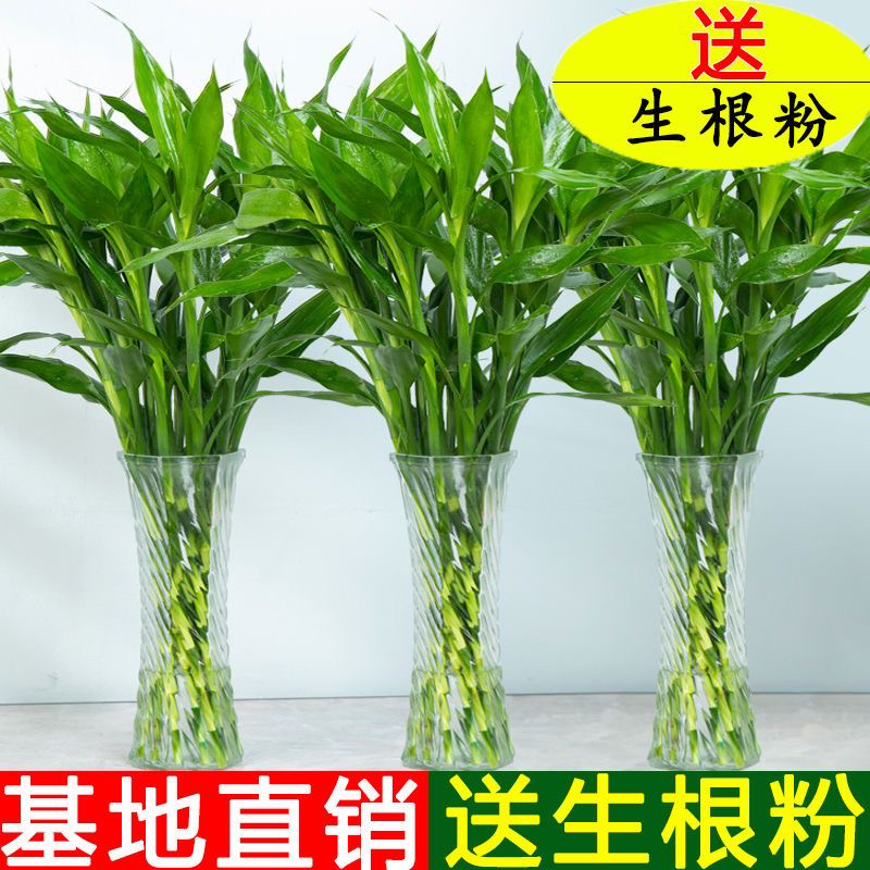 【基地直发】自种海南富贵竹金边竹水培绿植室内净化空气好养吸甲醛