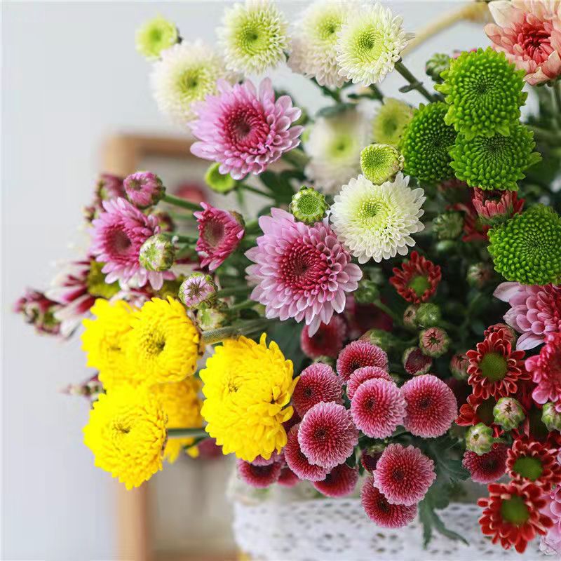 鲜花小雏菊20枝(混色或单色多选)养护新鲜叶子云南昆明鲜花