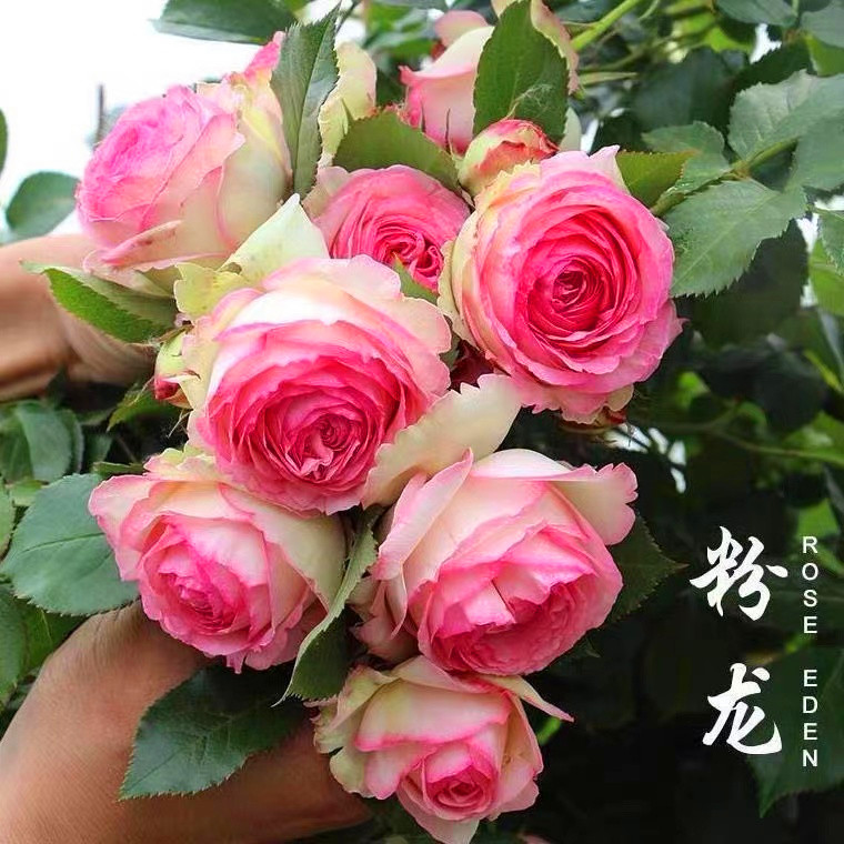 【顺丰包邮】粉色龙沙宝石藤本月季花苗爬藤春夏季栽培阳台庭院花墙