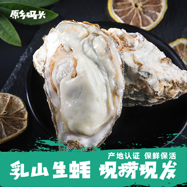 正宗乳山生蚝 蚝皇[单只大于7两] 鲜活海鲜礼品 刺身生吃 免清洗