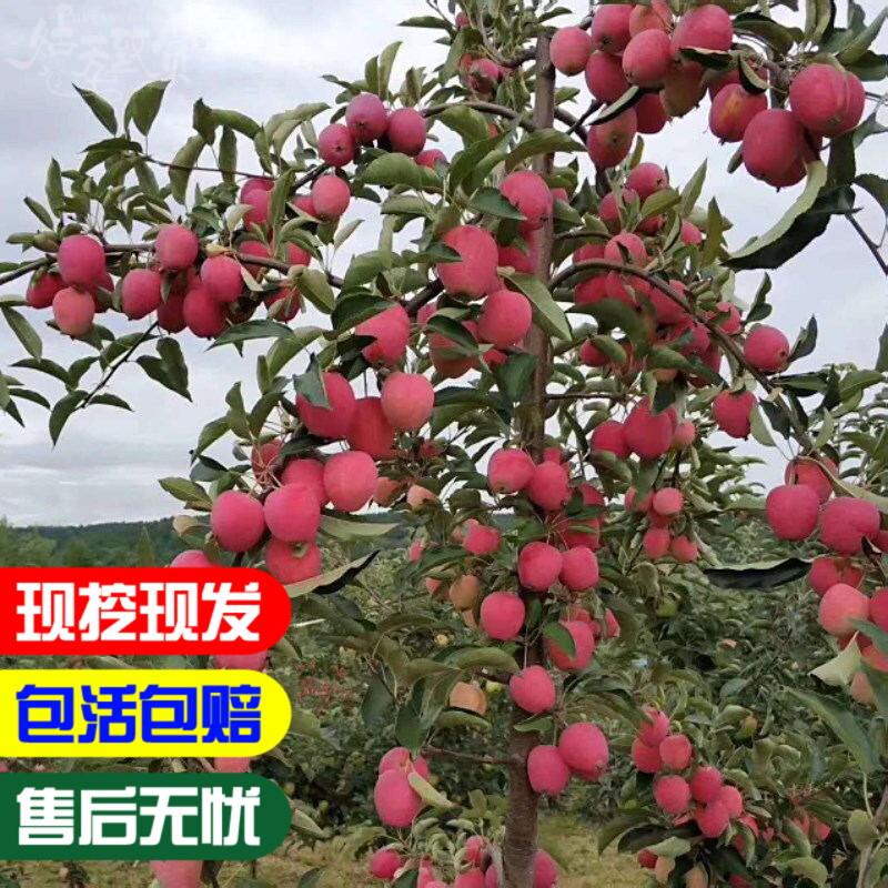 东北耐寒鸡心果苗南方北方四季种植鸡心果树苗盆栽地栽矮化苹果苗