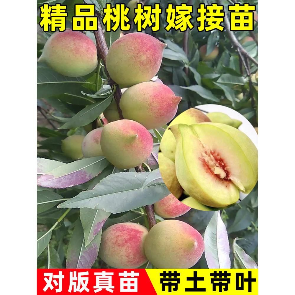 桃树果苗广东连平鹰嘴桃树果苗嫁接黄桃树苖油桃子苗树南北方种植