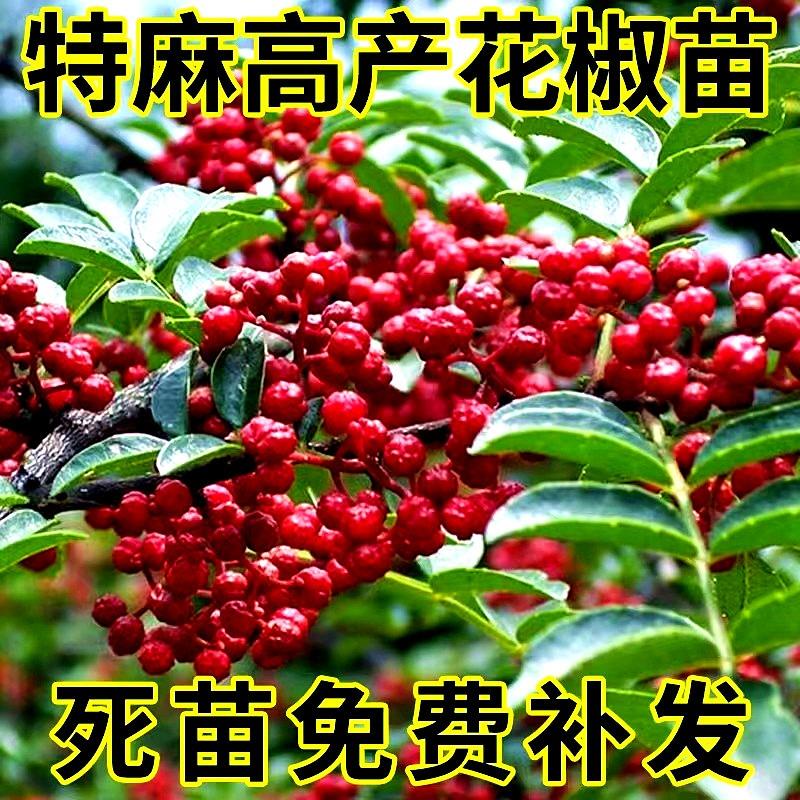 花椒苗树四川汉源大红袍无刺盆栽当年结果四季种植麻椒青花椒大苗