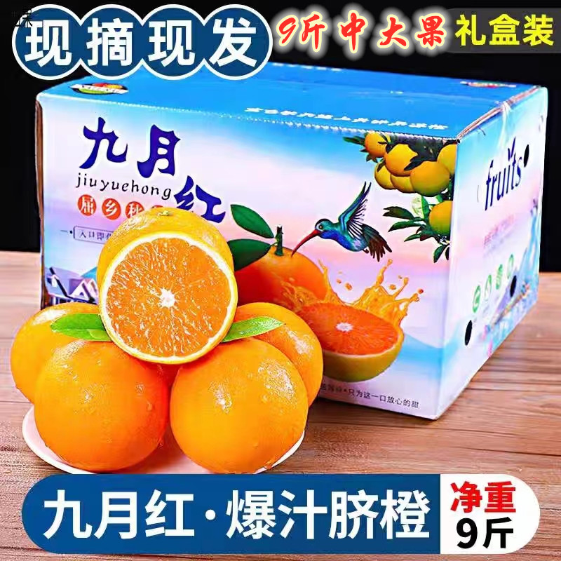 湖北正宗归脐橙新鲜应季水果秋季九月红果冻橙现摘甜橙橙子柑橘