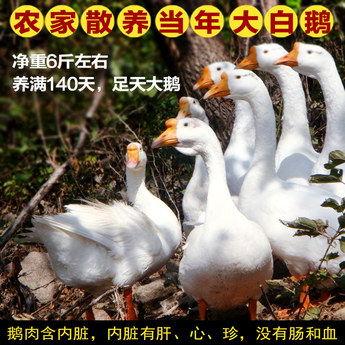 东北散养笨大鹅带心肝手工拔毛现杀现发送酸菜