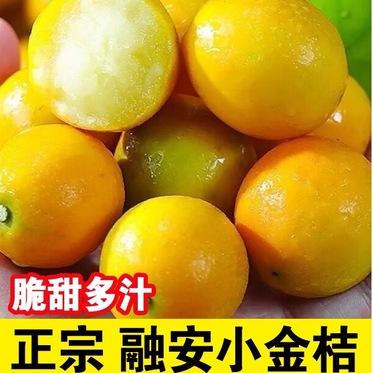 广西融安脆蜜金桔1/3/5斤新鲜水果滑皮柑橘大果正宗脆甜爽口多汁