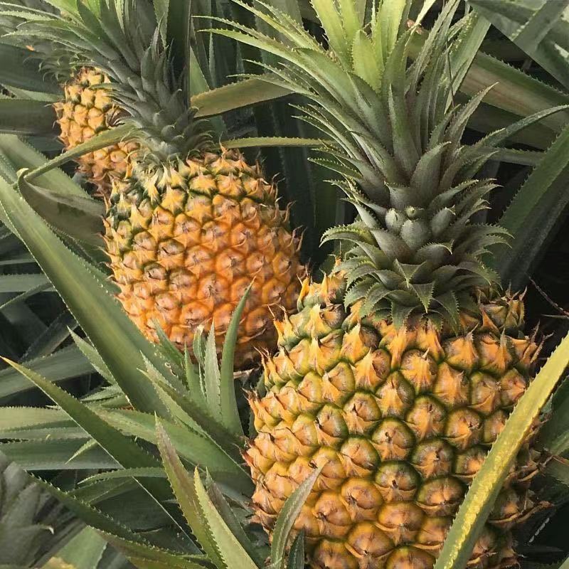 【主播福利】小菠萝2棵装净果3.4斤左右
