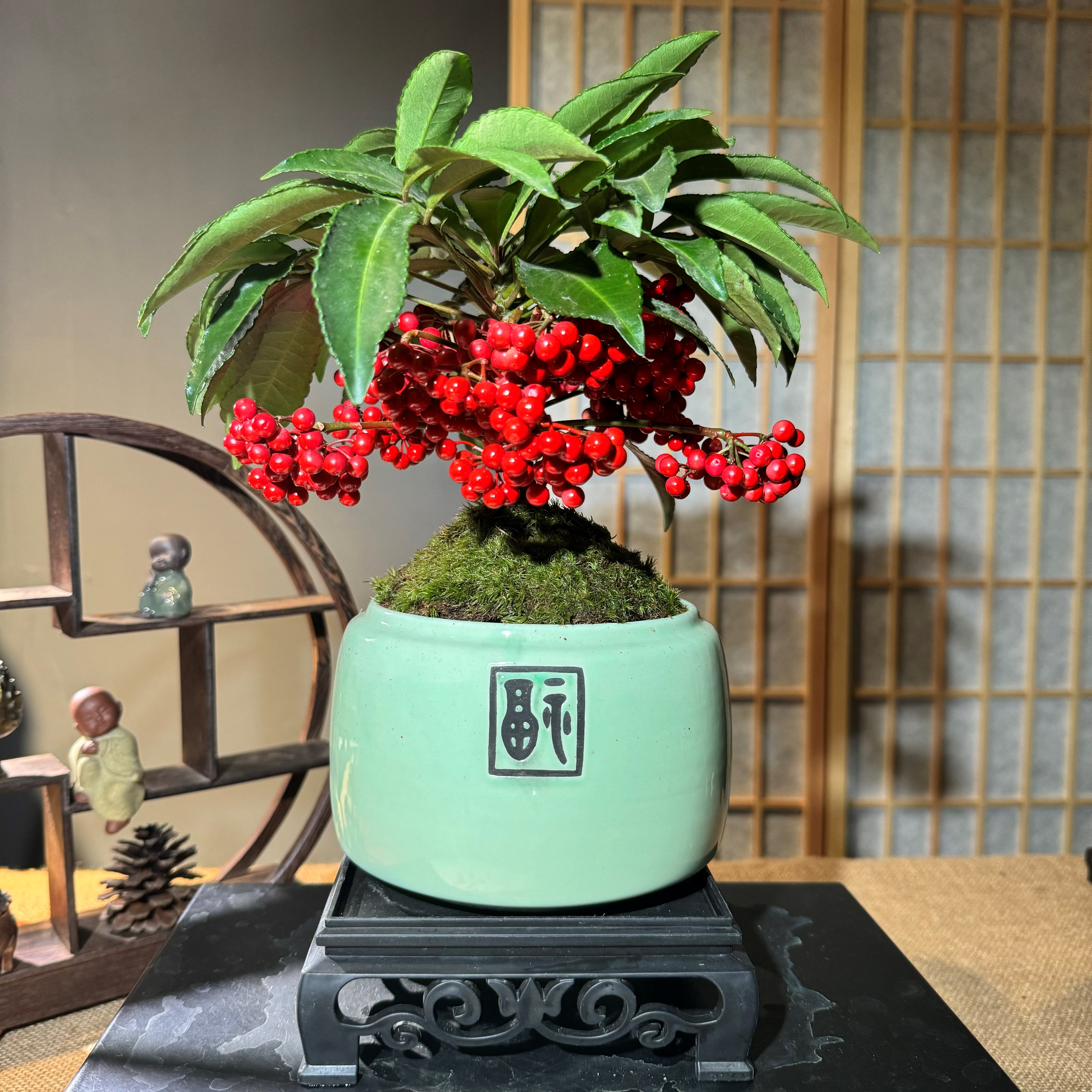 年宵花【矮富贵籽】带青果盆景常青好养开花结果植物室内培育实物