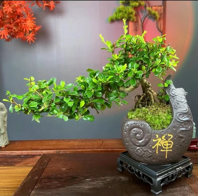 幽兰半亩【飘枝福建茶】四季开花飘枝盆景室内室外盆栽中式花卉绿植