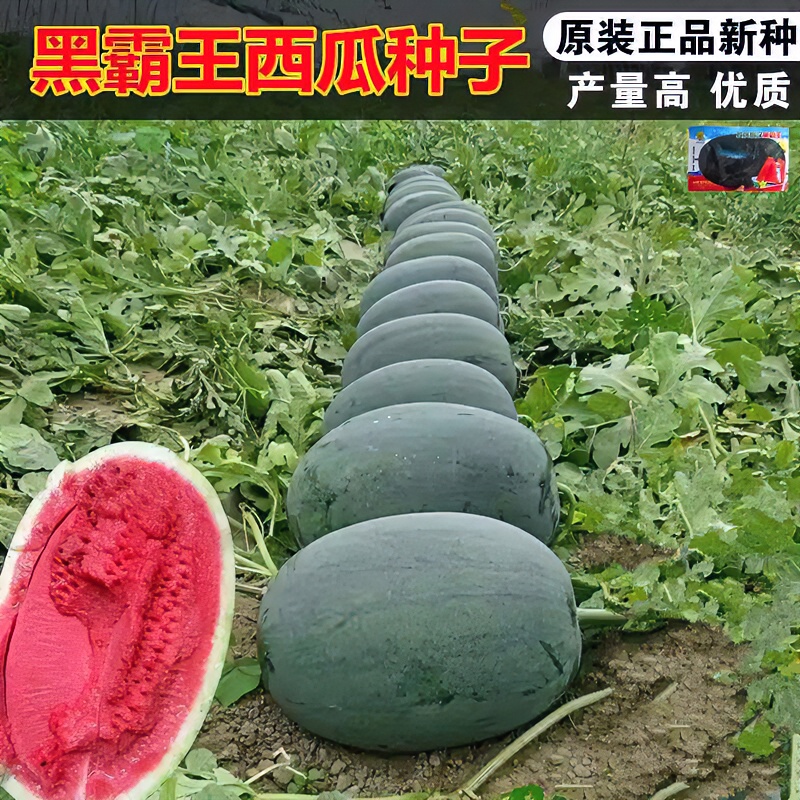 黑美人西瓜种子超甜懒汉王早熟抗病皮薄超大果籽少纯黑水果西瓜籽