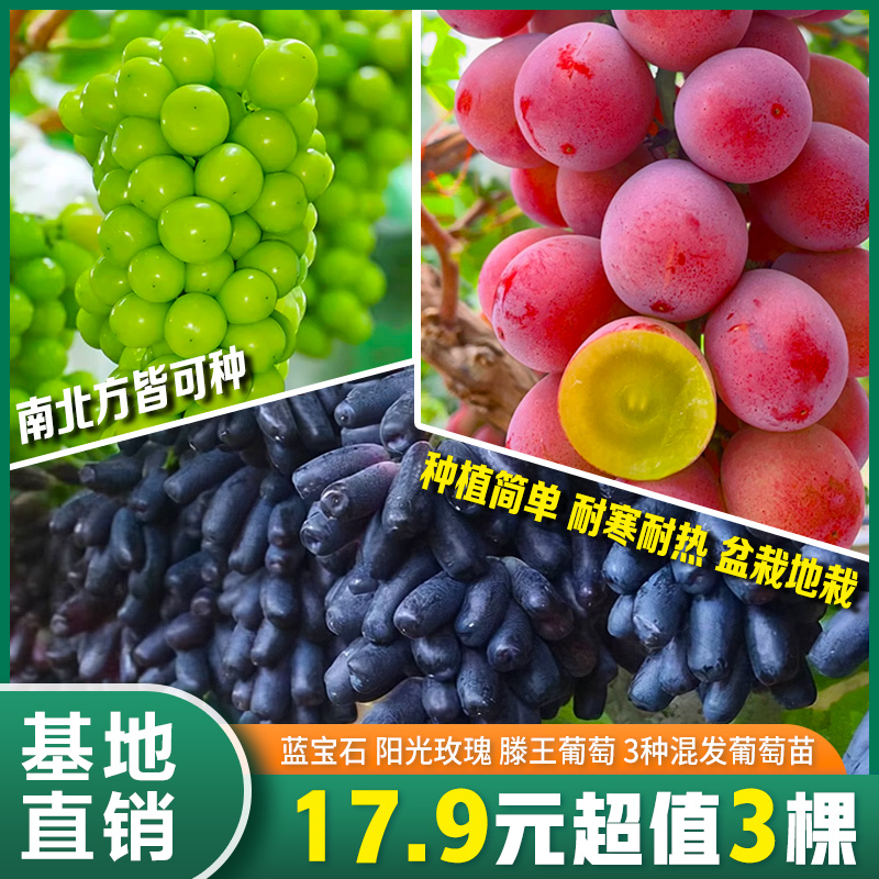 【17.9元3棵 3棵葡萄树苗混发】蓝宝石/阳光玫瑰/滕王葡萄  嫁接苗