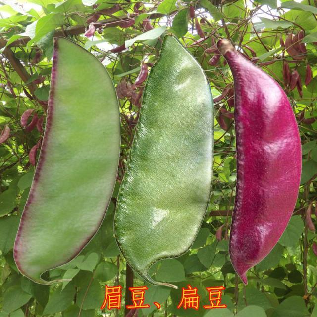 扁豆种子早熟四季播蔬菜瓜果紫红梅豆角种孑猪耳朵红边峨眉豆种籽
