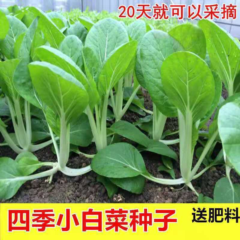 四季小白菜种子白杆小白菜种子早熟20天可以采收小白菜青菜种子