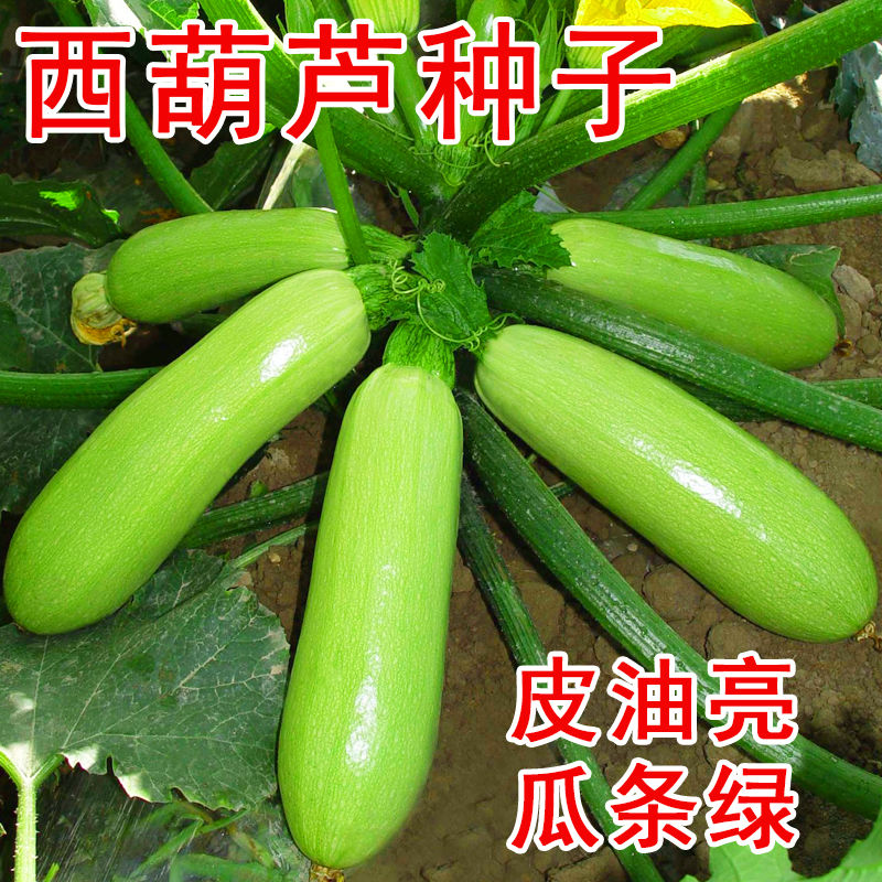蔬菜种子四季阳台菜种籽茄瓜盆栽蔬菜籽西葫芦种子春季庭院