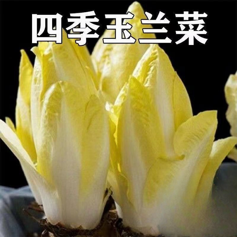 金玉兰菜种子一年四季多年生软化菊苣阳台盆栽白玉兰菜活耐寒