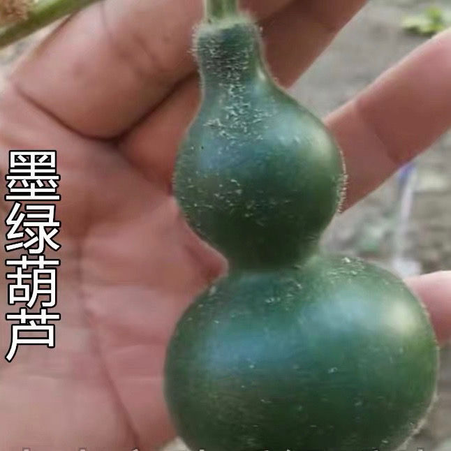 墨绿小葫芦翡翠葫芦盆栽手捻葫芦种子文玩亚腰种籽盆栽阳台