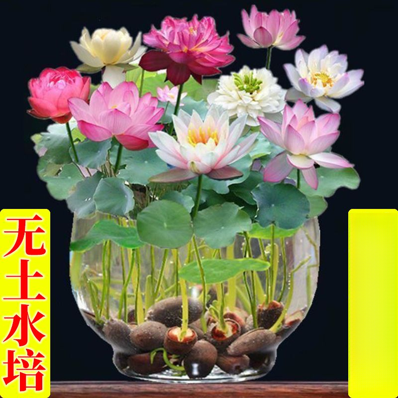 碗莲种水培水养绿植物睡莲荷花无土盆栽花卉