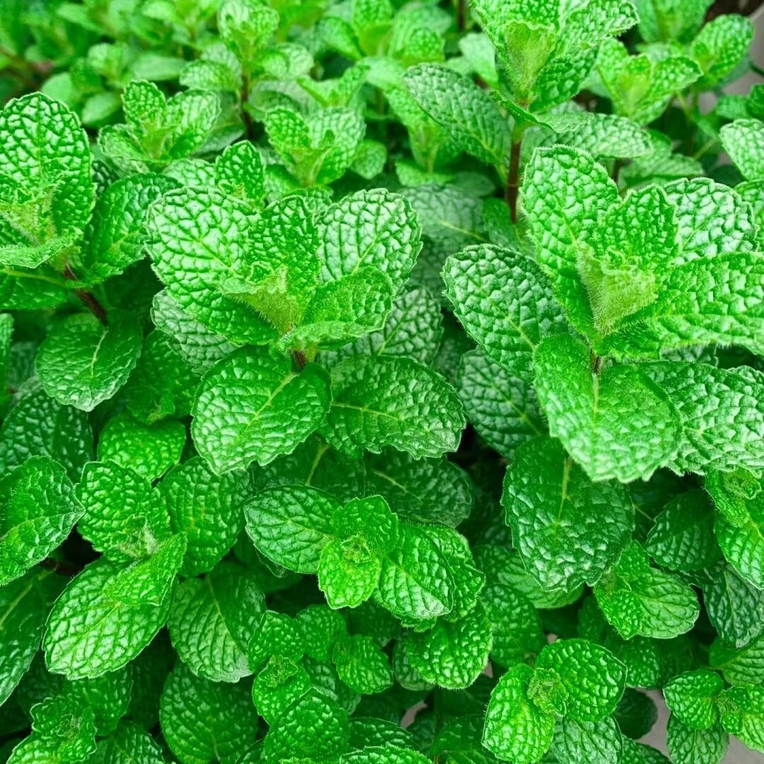 食用薄荷种子驱蚊草阳台庭院室内花盆种植花卉香草植物花卉种子