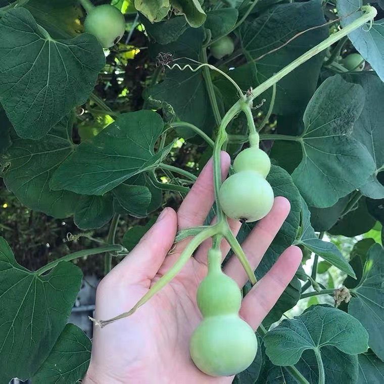 四季爬藤植物庭院手捻葫芦宝葫芦葫芦种籽