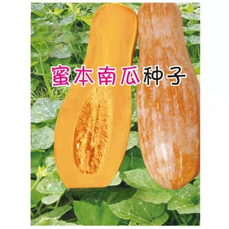 春季优质蔬菜瓜果高产甜蜜密本南瓜种子耐运输种蔬果春季播种