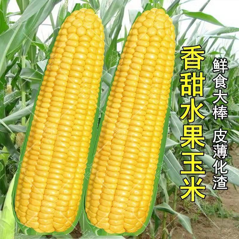 超甜水果玉米种子生吃大棒四季播杂交檽玉米大田高产种籽