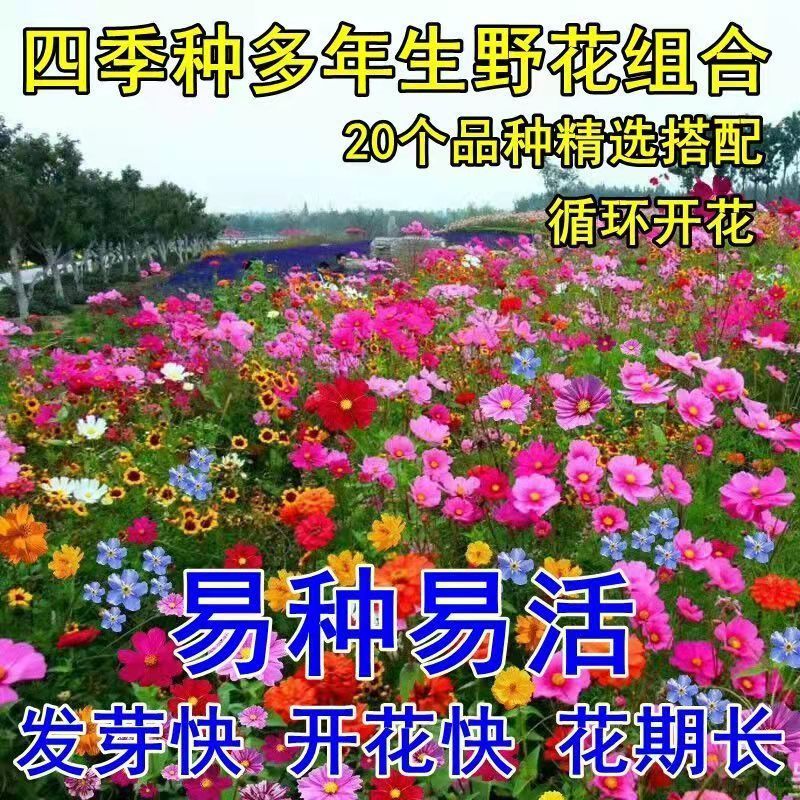 多年生耐寒矮生野花组合四季开花易活易种花籽庭院室外花卉花
