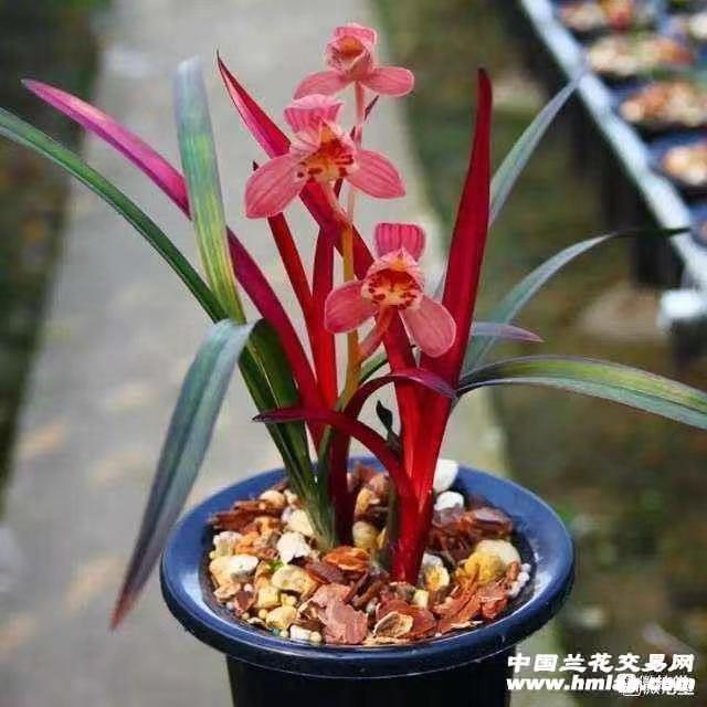 带培育盆~建兰---红草红荷三年苗送养护手册