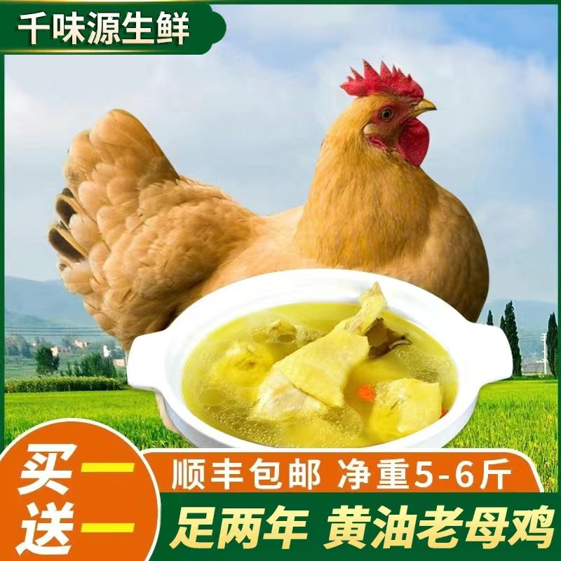 【千味源】买一送一黄油老母鸡农家土鸡每只净重2.5斤顺丰