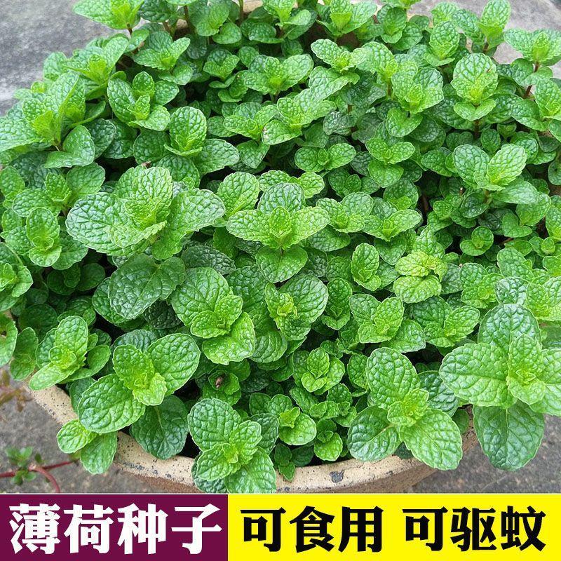 可食用薄荷四季薄荷盆栽驱蚊野生香薄荷叶泡水可吃花