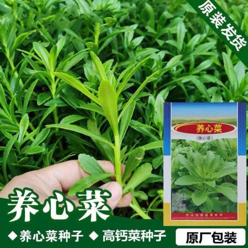 【9.9元3包】养心菜救心菜种子高钙蔬菜野菜种籽三七费菜特色四季春
