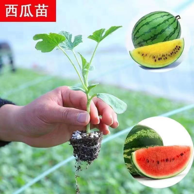 【西瓜苗】多品种西瓜苗嫁接西瓜苗麒麟瓜无籽黄壤西瓜种子种苗