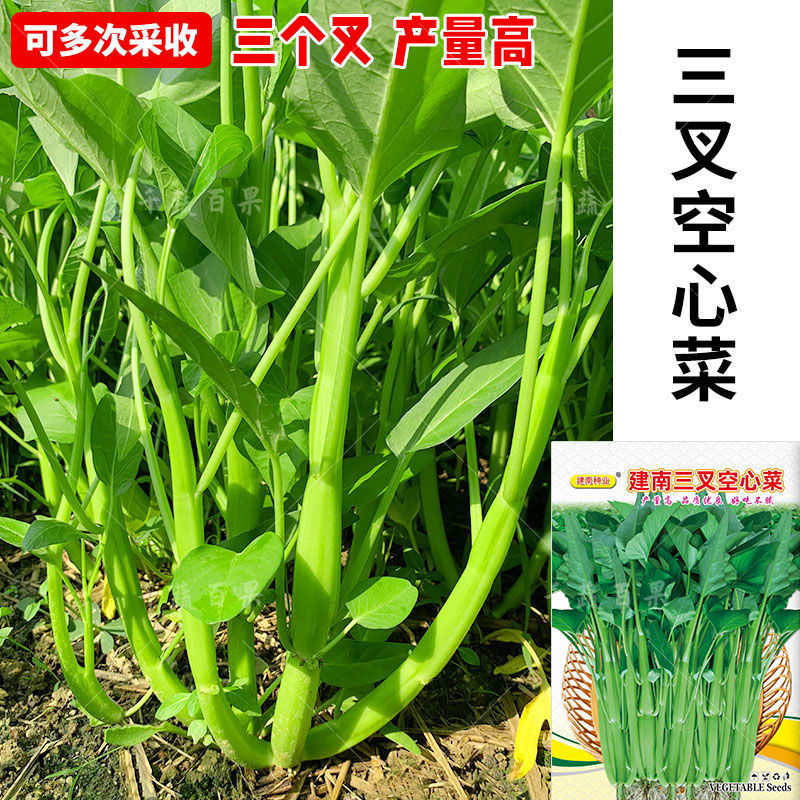 大叶三叉高产空心菜种籽子大田农家庭院四季青菜种子蔬菜种孑籽种