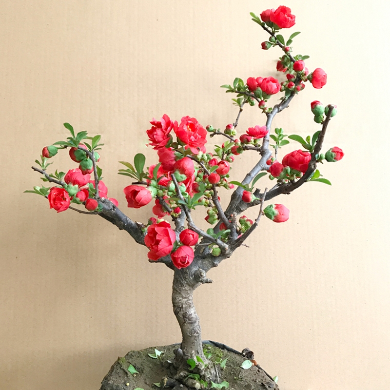 景航直播花卉植物绿植盆景园艺商品链接美观栽培春季春季下单