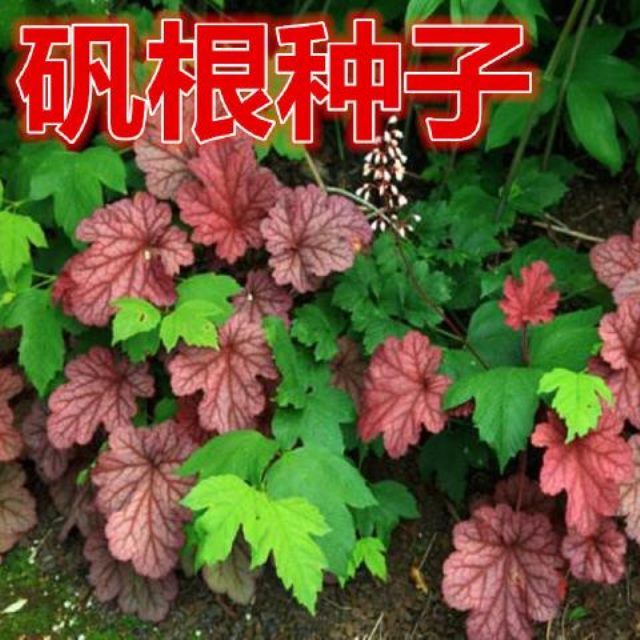矾根种子 盆栽花种子  珊瑚玲种子 彩叶草种子 地被植物
